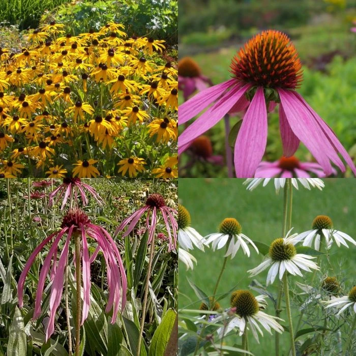 10 Pflanzen Sonnenhut (Echinacea Und Rudbeckia) Mix 3 10 Pflanzen Sonnenhut (Echinacea Und Rudbeckia) Mix