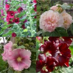 7 Pflanzen (Bunter Stockrosen) Mix -LICHTNELKE Geschäft 10 stockrosen Mix lichtnelke