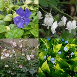 10 Pflanzen (für Den Schatten) Mix