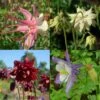 6 Pflanzen Akelei (Aquilegia) Mix -LICHTNELKE Geschäft 1127 0