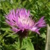 Flockenblume (Centaurea Dealbata) -LICHTNELKE Geschäft 1172 0 1