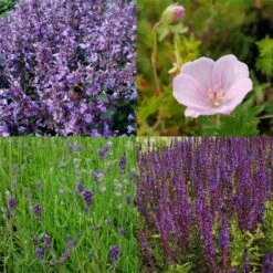 12 Pflanzen (Rosen-Begleiter) Mix