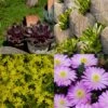 12 Pflanzen (Sempervivum) Mix -LICHTNELKE Geschäft 12 stauden sempervivum mix neu