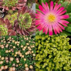 12 Pflanzen (Sempervivum) Mix 13 12 Pflanzen (Sempervivum) Mix -LICHTNELKE Geschäft 12 sedum mix lichtnelke i