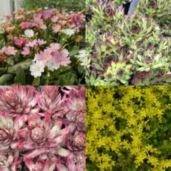 12 Pflanzen (Sempervivum) Mix 15 12 Pflanzen (Sempervivum) Mix -LICHTNELKE Geschäft 12 sedum mix lichtnelke ii