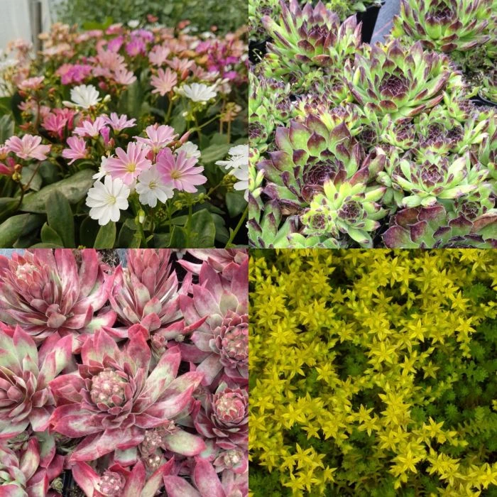 12 Pflanzen (Sempervivum) Mix 9 12 Pflanzen (Sempervivum) Mix – Bild 7