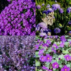 14 Pflanzen (Steingarten Bodendecker In Blau) Mix