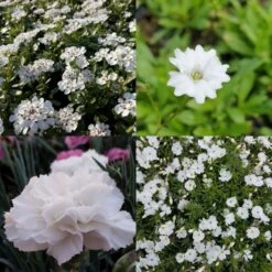 14 Pflanzen (Steingarten Bodendecker In Weiß) Mix