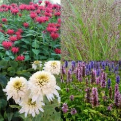 15 Pflanzen (Bunter Mix Mit Winterharten Dauerblühern Mit PFLANZPLAN) Mix