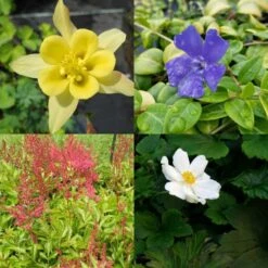 16 Pflanzen (für Den Schatten) Mix