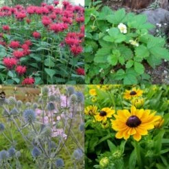 16 Pflanzen (Blumen Für Kinder) Mix