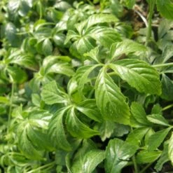 Kraut Der Unsterblichkeit (Gynostemma Pentaphyllum) Jiaogulan