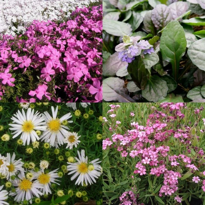 18 Pflanzen (Schnellwüchsige Bodendecker) Mix 3 18 Pflanzen (Schnellwüchsige Bodendecker) Mix