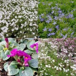 Titelseite -LICHTNELKE Geschäft 18 schnellwchsige MIXII 1