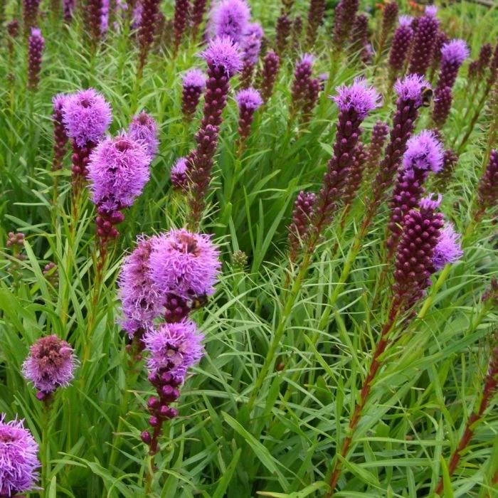 Ährige Prachtscharte (Liatris Spicata) Kobold 3 Ährige Prachtscharte (Liatris Spicata) Kobold