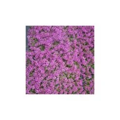 Sandthymian (Thymus Serphyllum)