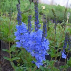 Titelseite -LICHTNELKE Geschäft 234 0