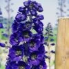 Rittersporn (Delphinium Cultorum) PACIFIC GIANTS Black Knights