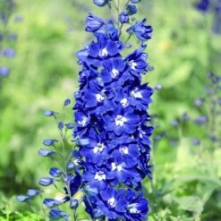 Rittersporn (Delphinium Cultorum) PACIFIC GIANTS Blue Bird