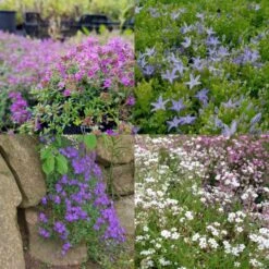 28 Pflanzen (für Trockenmauern) Mix 11 28 Pflanzen (für Trockenmauern) Mix -LICHTNELKE Geschäft 28 Trockenmauer MIXI