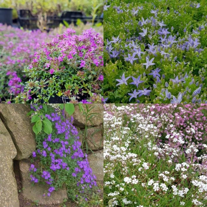 28 Pflanzen (für Trockenmauern) Mix 5 28 Pflanzen (für Trockenmauern) Mix – Bild 3