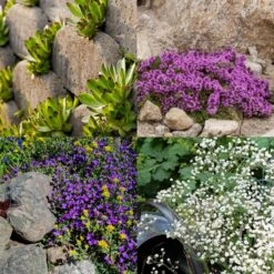 28 Pflanzen (für Trockenmauern) Mix