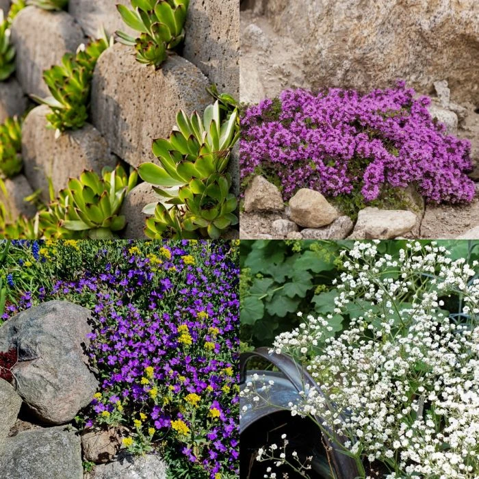 28 Pflanzen (für Trockenmauern) Mix 3 28 Pflanzen (für Trockenmauern) Mix