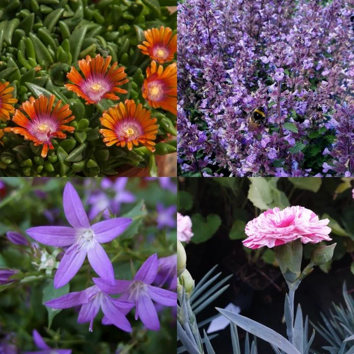 28 Pflanzen (für Trockenmauern) Mix 6 28 Pflanzen (für Trockenmauern) Mix – Bild 4