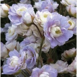 Gefüllter Wiesen-Storchschnabel (Geranium Pratense ) Summer Skies