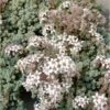 Teppichsedum (Sedum Dasyphyllum) -LICHTNELKE Geschäft 338 0