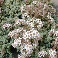 Teppichsedum (Sedum Dasyphyllum)