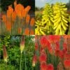 3 Pflanzen Fackellilien (Kniphofia) Mix -LICHTNELKE Geschäft 3 Fackellilien MIX