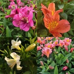 5 Pflanzen Inkalilie (Alstroemeria) Mix -LICHTNELKE Geschäft 5 Stk Niedriger Inkalilie Mix Alstroemeria lichtnelke I