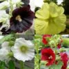 5 Pflanzen Ungefüllter Stockrosen (Alcea) Mix -LICHTNELKE Geschäft 5 Stk Stockrosen MIX