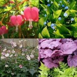 50 Pflanzen (für Ein Schatten-Beet Mit PFLANZPLAN) Mix