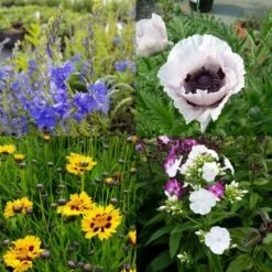 54 Pflanzen (für Ein Sonnen-Beet BLAU WEISS GELB Mit PFLANZPLAN) Mix