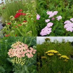 5 Pflanzen Schafgarben (Achillea) Mix