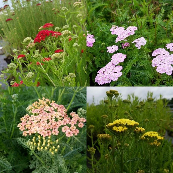 5 Pflanzen Schafgarben (Achillea) Mix 3 5 Pflanzen Schafgarben (Achillea) Mix