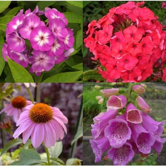 7 Pflanzen (Sonnenhut + Flammenblume + Fingerhut) Mix 3 7 Pflanzen (Sonnenhut + Flammenblume + Fingerhut) Mix