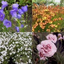 7 Pflanzen (für Einen üppig Blühenden Balkonkasten) Mix