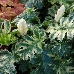 Bärentatze (Acanthus) Whitewater -LICHTNELKE Geschäft Acanthus Baerentatze Akanthus Whitewater TN III