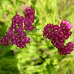 Schafgarbe (Achillea Millefolium) Kirschkönigin / Cerise Queen -LICHTNELKE Geschäft Achillea millefolium Schafgarbe Kirschkoenigin Cerise Queen lichtnelke OWZ I