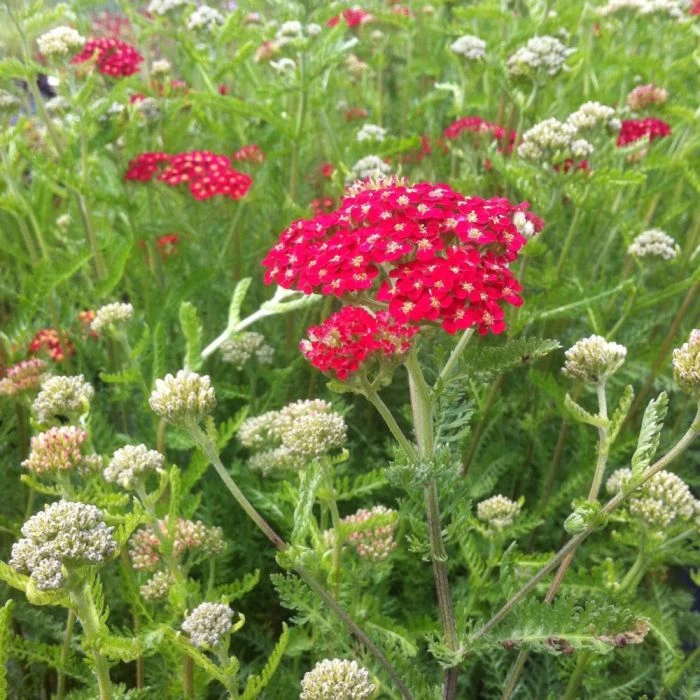 14 Pflanzen (Nektar Für Schmetterlinge) Mix 7 14 Pflanzen (Nektar Für Schmetterlinge) Mix – Bild 5