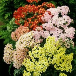 Schafgarbe (Achillea Millefolium) Summer Pastels