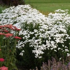 Bertramsgarbe (Achillea Ptarmica) Peter Cottontail -LICHTNELKE Geschäft Achillea ptarmica Bertramsgarbe Peter Cottontail AP II sk