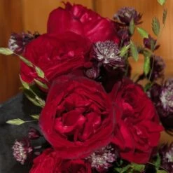 Nostalgie®-Edelrose (Züchterrose) Admiral -LICHTNELKE Geschäft Admiral tantau II