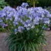 Zwerg-Schmucklilie (Agapanthus Africanus) Charlotte 2 Zwerg-Schmucklilie (Agapanthus Africanus) Charlotte -LICHTNELKE Geschäft Agapanthus africanus Zwerg Schmucklilie Charlotte allplant I