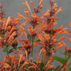 Duftnessel (Agastache) KUDOS Ambrosia