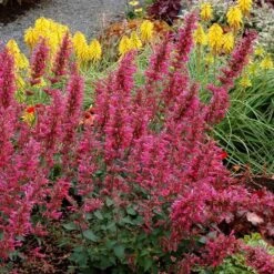 Duftnessel (Agastache) Morello -LICHTNELKE Geschäft Agastache Duftnessel Morello TN II