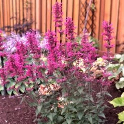 Duftnessel (Agastache) Morello -LICHTNELKE Geschäft Agastache Duftnessel Morello TN III